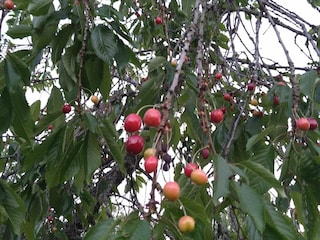 Holiday house Västerås Outdoor Recording 5