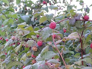 Holiday house Västerås Outdoor Recording 13