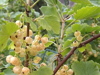 Holiday house Västerås Outdoor Recording 13