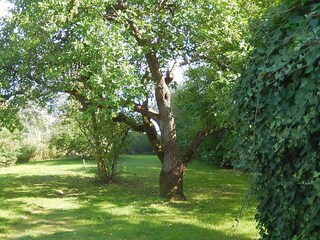 Blick in den Garten