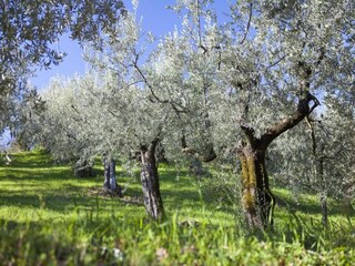 Roulotte Riccio Ambiente 36