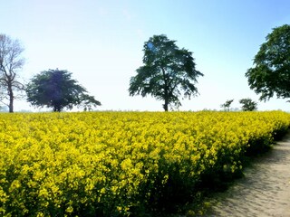 Zur Rapsblüte