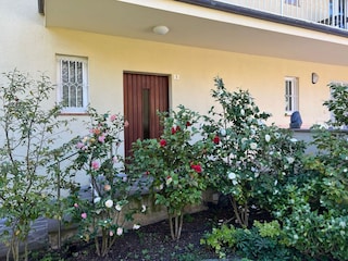 Eingangstür Meran - Camelienbeet