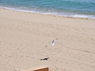 Apartment Roses Environment 14