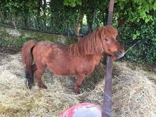Maison de vacances San Felice del Benaco  35