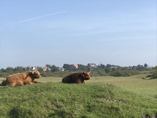 Casa per le vacanze Bergen aan Zee Ambiente 37