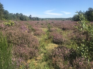 Casa per le vacanze Bergen aan Zee Ambiente 35