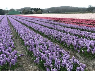 Casa per le vacanze Bergen aan Zee Ambiente 38