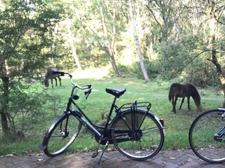 Casa per le vacanze Bergen aan Zee Ambiente 40