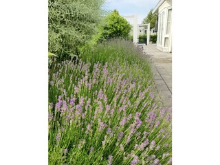 Ferienhaus Breskens Außenaufnahme 21