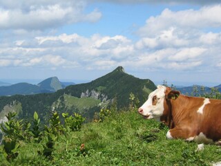 Vakantieappartement Strasswalchen Omgeving 21