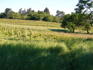 Appartamento per vacanze Klosterneuburg Ambiente 13