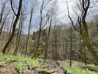 Apartment Winterberg Environment 19