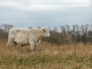 Maison de vacances Renesse  20