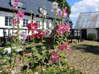 Ferienhaus Hasle Außenaufnahme 6