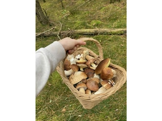 Pilze sammeln