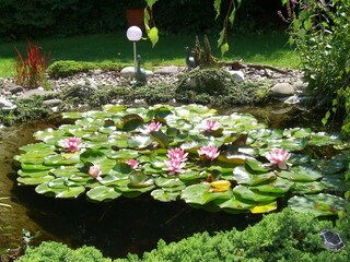 Gartenteich