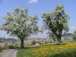 Frühling in Bodolz