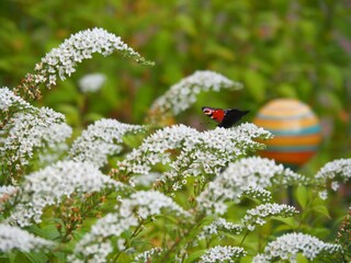 Schmetterlingsbusch mit Schmetterlingen