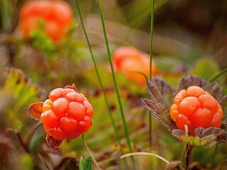 Maison de vacances Ångermanland  35