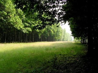 Casa de vacaciones Hilvarenbeek Entorno 12