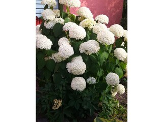 Vakantieappartement Graach an der Mosel Buitenaudio-opname 8