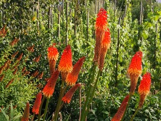 Vakantieappartement Graach an der Mosel Buitenaudio-opname 9