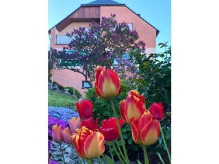 Vakantieappartement Graach an der Mosel Buitenaudio-opname 3