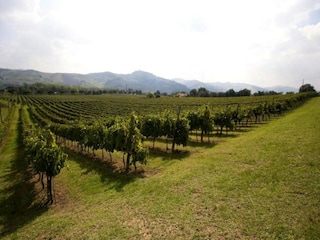 Ferienhaus Brisighella Umgebung 38