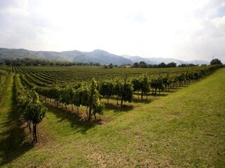 Holiday house Brisighella Environment 38