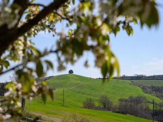 Ferienhaus Buonconvento Umgebung 26