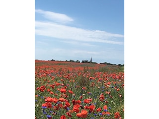 Mohnfeld hinter der Kirche