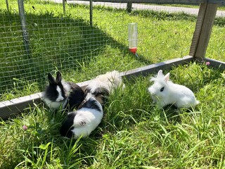 Hasen und Meerschweinchen