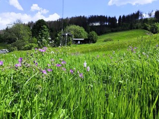 Wildblume am Hang hinterm Haus
