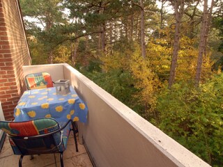 Blick in den Kiefernwald