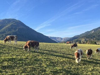 Vakantiehuis Turnau Buitenaudio-opname 7