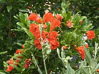 Vakantieappartement Primosten Buitenaudio-opname 8