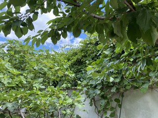 Vakantieappartement Primosten Buitenaudio-opname 11