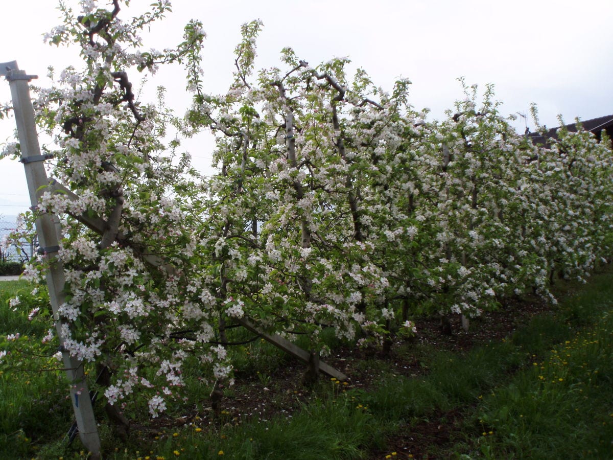 Apfelbaumblüte