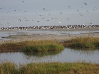 Bungalow Ballum Ambiente 16