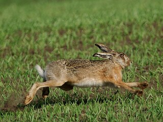 Vakantiehuis Taglio di Po Omgeving 20