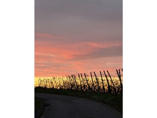 Sonnenuntergang in den Weinbergen
