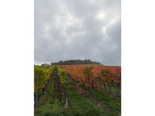 Vineyards in autumn
