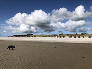 In the mudflats with a view of the beach at Nieblum