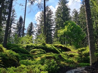 Wald