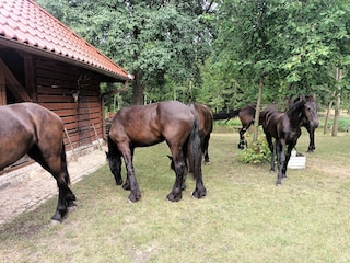 Ferienhaus Dzierzazno Male Außenaufnahme 4