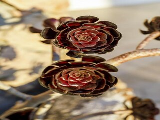 Villa Theoule-sur-Mer  46