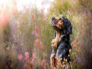 Parque de vacaciones Przechlewo Grabación al aire libre 12