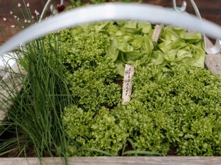 Hochbeet mit Salate für die Gäste