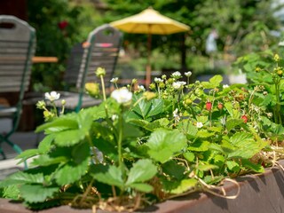 Gauahof - Naschgarten